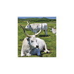 Képes falinaptár  220x330mm, Hungary, 2026.év