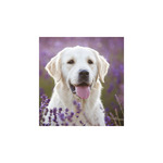 Képes falinaptár Top Timer Kutyák 220x330mm,  2026.év