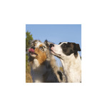 Képes falinaptár Top Timer Kutyák 220x330mm,  2026.év