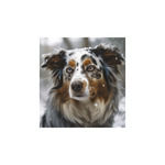 Képes falinaptár Top Timer Kutyák 220x330mm,  2026.év