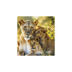 Képes falinaptár Top Timer Vadállatok 220x330mm,  2026.év