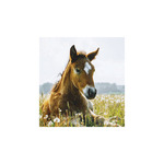 Képes falinaptár Top Timer Lovak, 2026.év