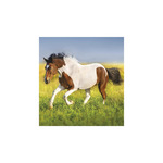 Képes falinaptár Top Timer Lovak, 2026.év