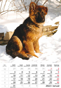 Képes falinaptár Top Timer Kutyák 220x330mm,  2026.év