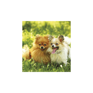 Képes falinaptár Top Timer Kutyák 220x330mm,  2026.év