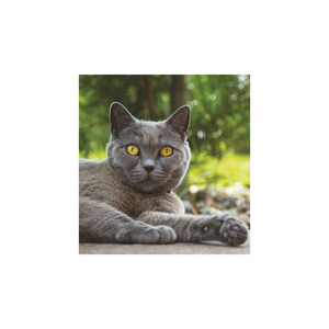 Képes falinaptár Top Timer Cicák 220x330mm,  2026.év