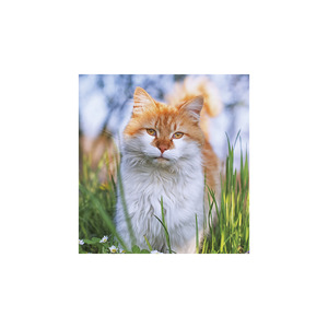 Képes falinaptár Top Timer Cicák 220x330mm,  2026.év