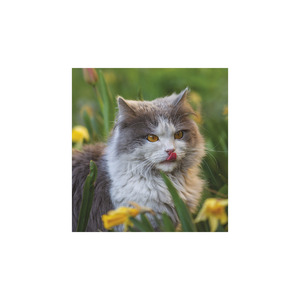 Képes falinaptár Top Timer Cicák 220x330mm,  2026.év