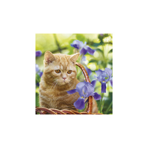 Képes falinaptár Top Timer Cicák 220x330mm,  2026.év