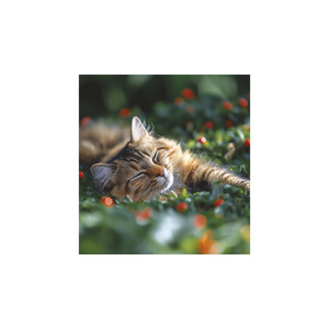 Képes falinaptár Top Timer Cicák 220x330mm,  2026.év