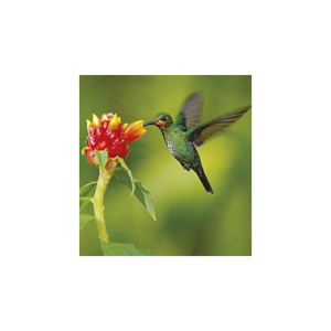 Képes falinaptár Top Timer Vadállatok 220x330mm,  2026.év