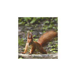 Képes falinaptár Top Timer Vadállatok 220x330mm,  2026.év