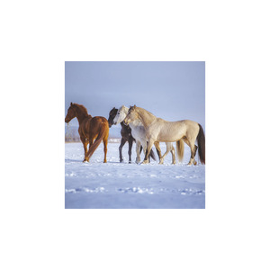 Képes falinaptár Top Timer Lovak, 2026.év