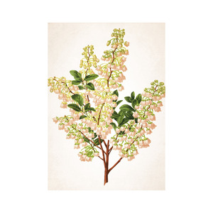 Képes falinaptár Top Timer Herbárium 315x450mm,  2026.év