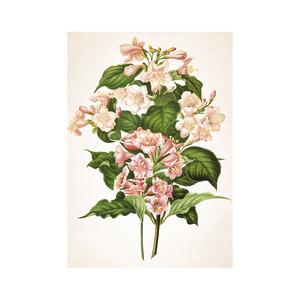 Képes falinaptár Top Timer Herbárium 315x450mm,  2026.év