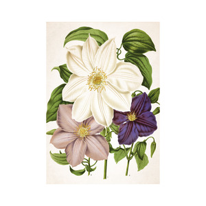 Képes falinaptár Top Timer Herbárium 315x450mm,  2026.év